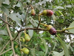 Litsea stocksii