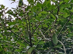 Litsea stocksii