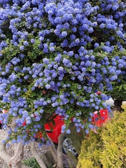 Ceanothus impressus