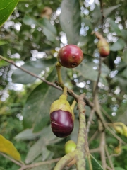 Litsea stocksii