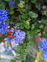 Ceanothus impressus