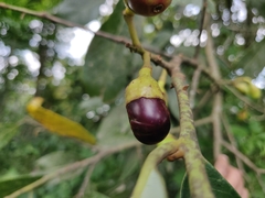 Litsea stocksii