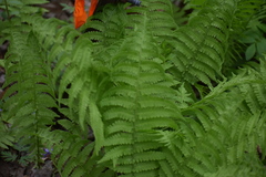 Deparia