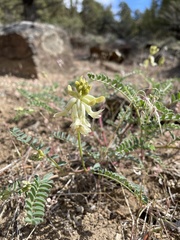 Astragalus curvicarpus
