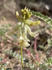 Astragalus curvicarpus