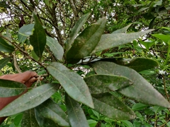 Litsea stocksii