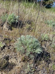 Artemisia campestris pacifica