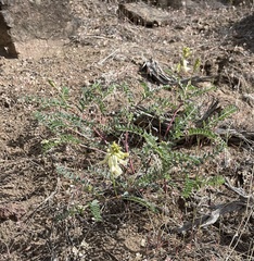 Astragalus curvicarpus