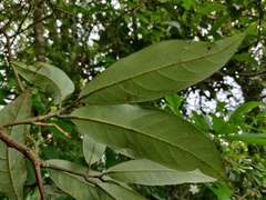 Litsea stocksii