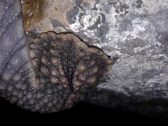 Pseudaneitea gigantea