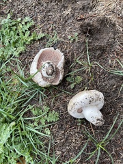 Agaricus bernardii
