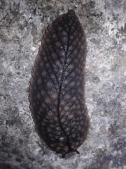 Pseudaneitea gigantea