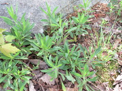 Heterotheca camporum