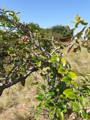 Acridocarpus natalitius