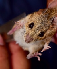 Reithrodontomys fulvescens