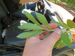 Heterotheca camporum