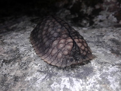 Pseudaneitea gigantea