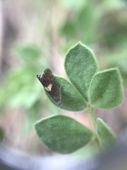 Dichrorampha simulana