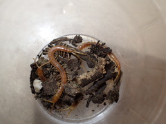 Scolopocryptops gracilis