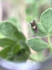 Dichrorampha simulana