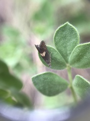 Dichrorampha simulana