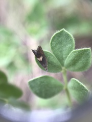 Dichrorampha simulana