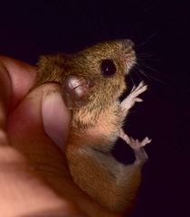 Reithrodontomys fulvescens