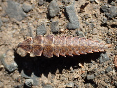 Pyractomena borealis