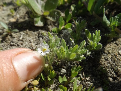 iNaturalist observation photo of seaside petunia