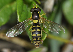 Sphaerophoria interrupta