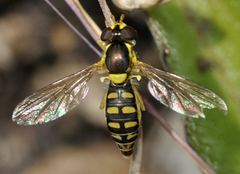 Sphaerophoria interrupta