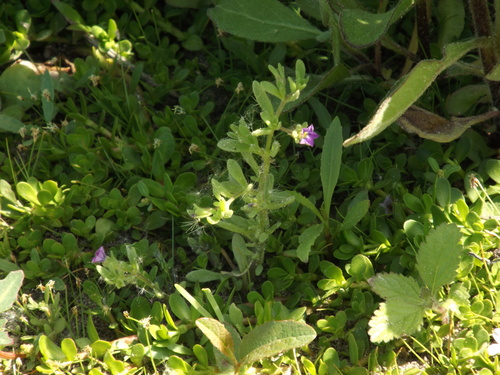 iNaturalist observation photo of seaside petunia