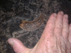 Pseudaneitea gigantea