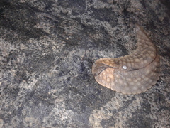 Pseudaneitea gigantea