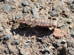 Pyractomena borealis