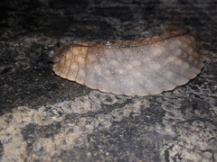 Pseudaneitea gigantea