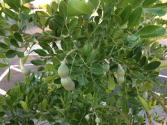 Dermatophyllum
