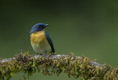 Cyornis tickelliae