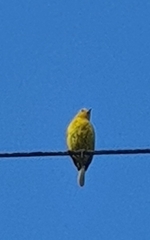 Thraupis palmarum