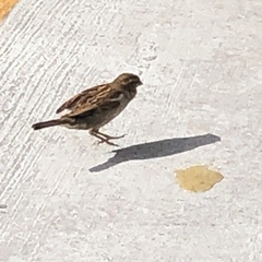 Passer domesticus