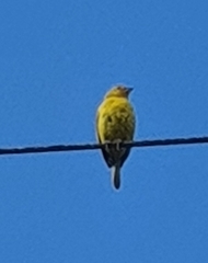 Thraupis palmarum