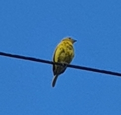 Thraupis palmarum