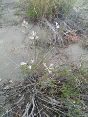 Astragalus conjunctus