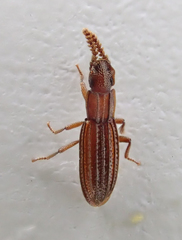 Anchomma costatum