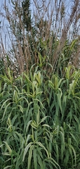 Arundo donax versicolor