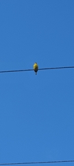 Thraupis palmarum