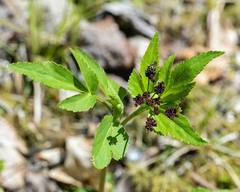 Thaspium trifoliatum trifoliatum