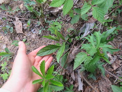 Penstemon brevisepalus
