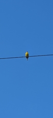 Thraupis palmarum