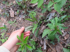 Penstemon brevisepalus